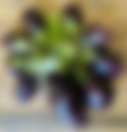 [OnlyFans.com] GiannaMichaels - Update/Images/2dbd46e0-abd2-4e49-bde3-4fa77ace7580.jpg